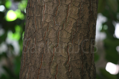 Calophyllum inophyllum